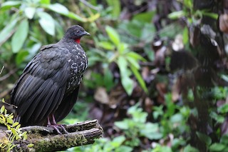 Crested Guan, ML506545321