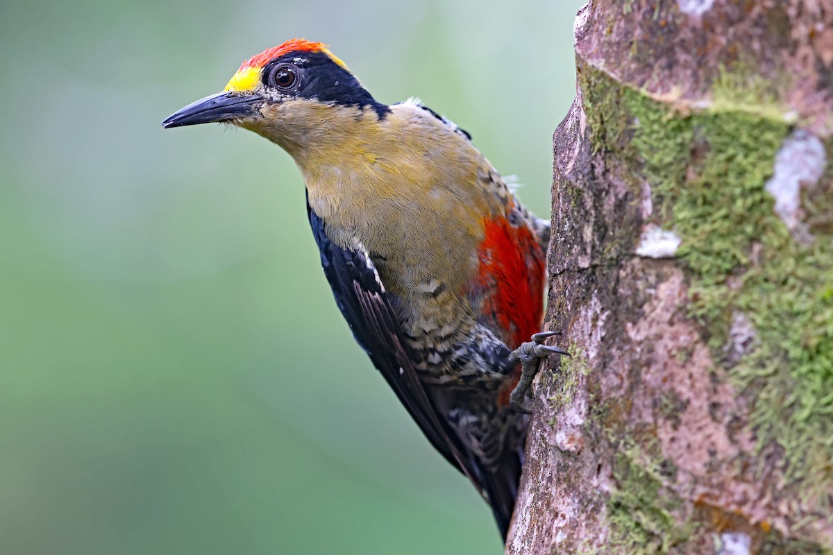 Golden-naped Woodpecker - ML506547731