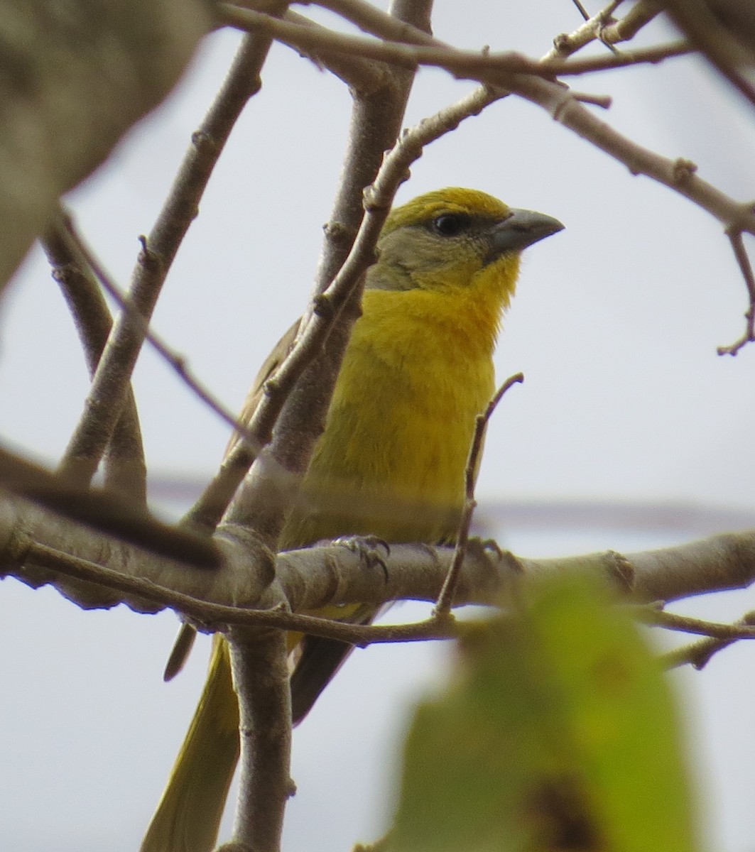 Hepatic Tanager - ML50655001