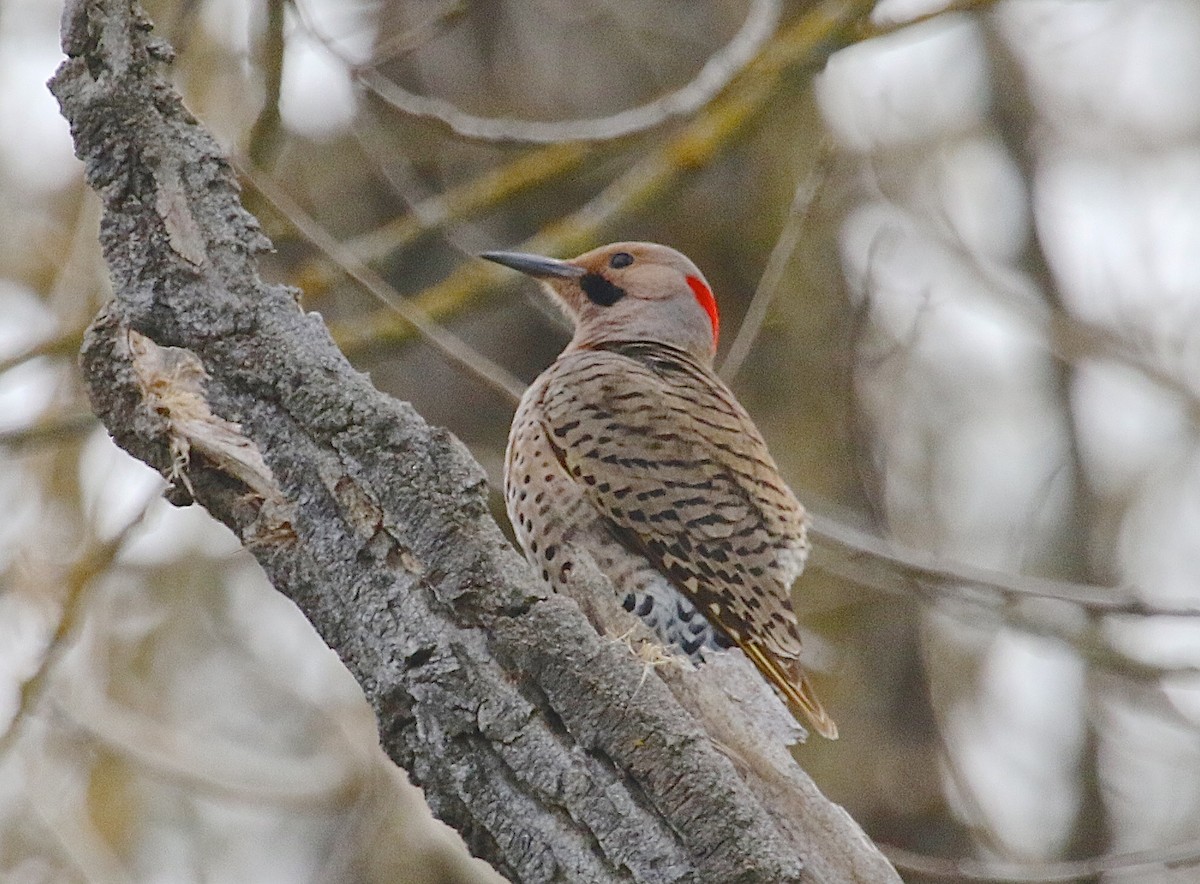 Northern Flicker (Yellow-shafted) - Gil Ewing