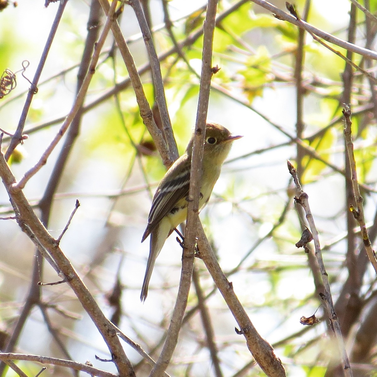 Western Flycatcher (Pacific-slope) - Emily Tornga