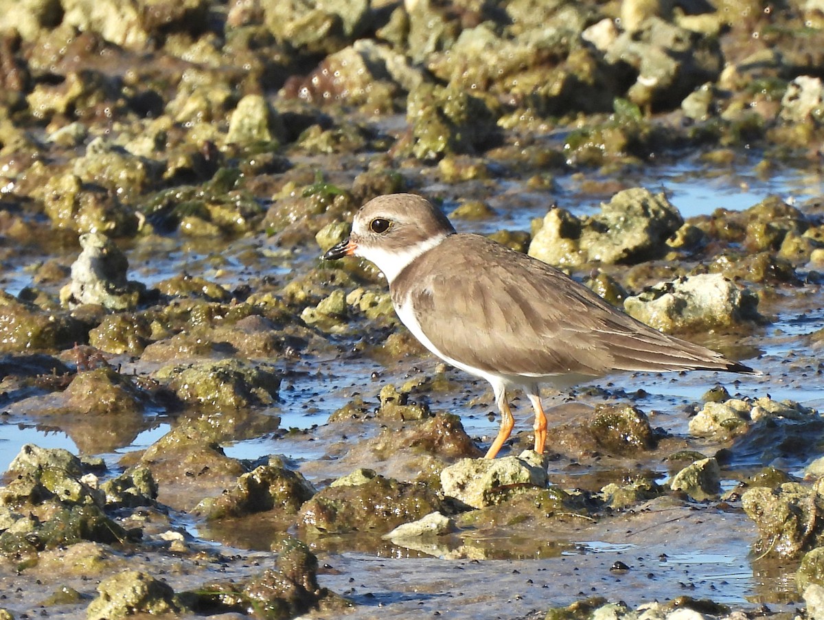 Semipalmated Plover - ML506551931