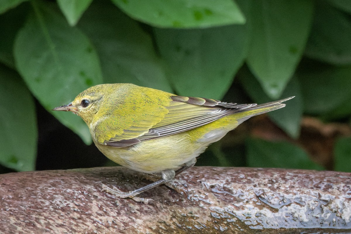 Tennessee Warbler - David F Smith