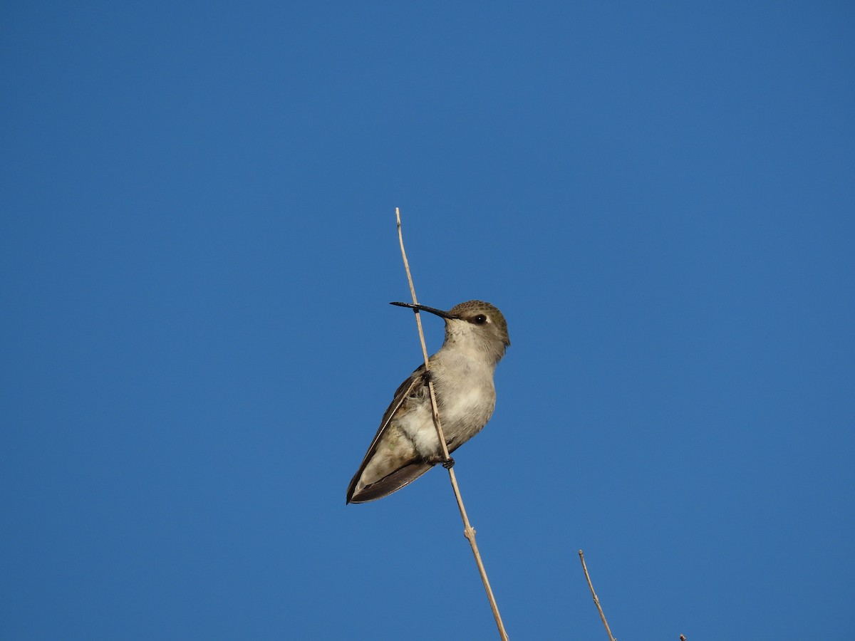 Costa's Hummingbird - ML506563031