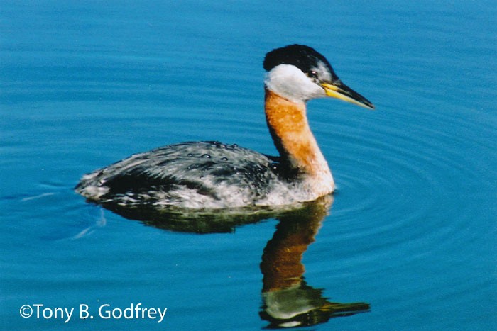 Red-necked Grebe - ML50656371