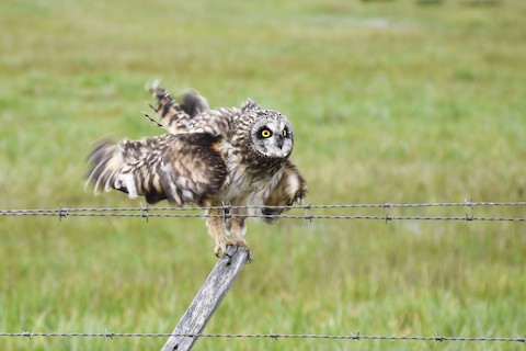 Short eared Owl Asio flammeus Media Search Macaulay Library