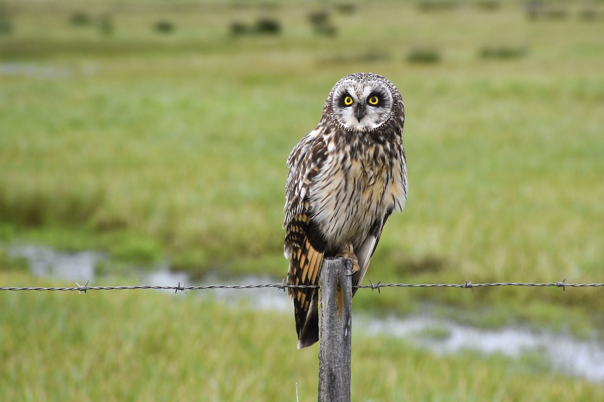 Short-eared Owl - ML50656911