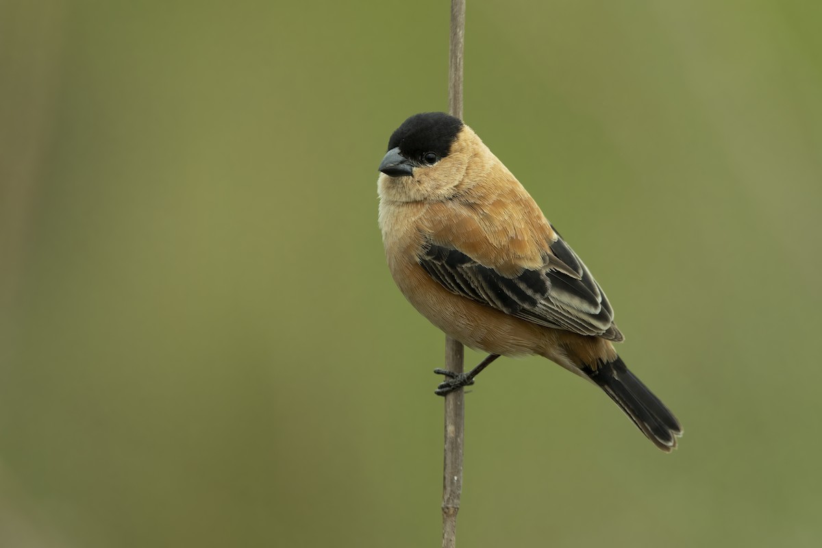 Copper Seedeater - ML506569521