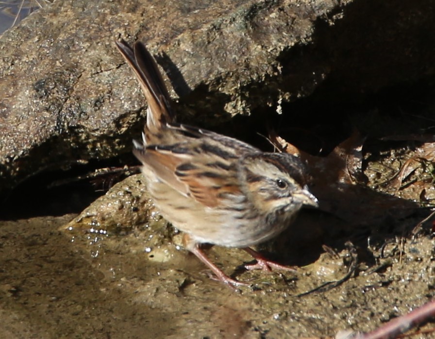 Swamp Sparrow - ML506575481