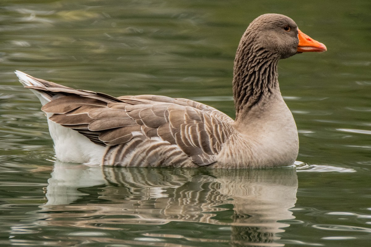 eBird Checklist 22 Nov 2022 Flat Rock Park, Kerrville USTX 21