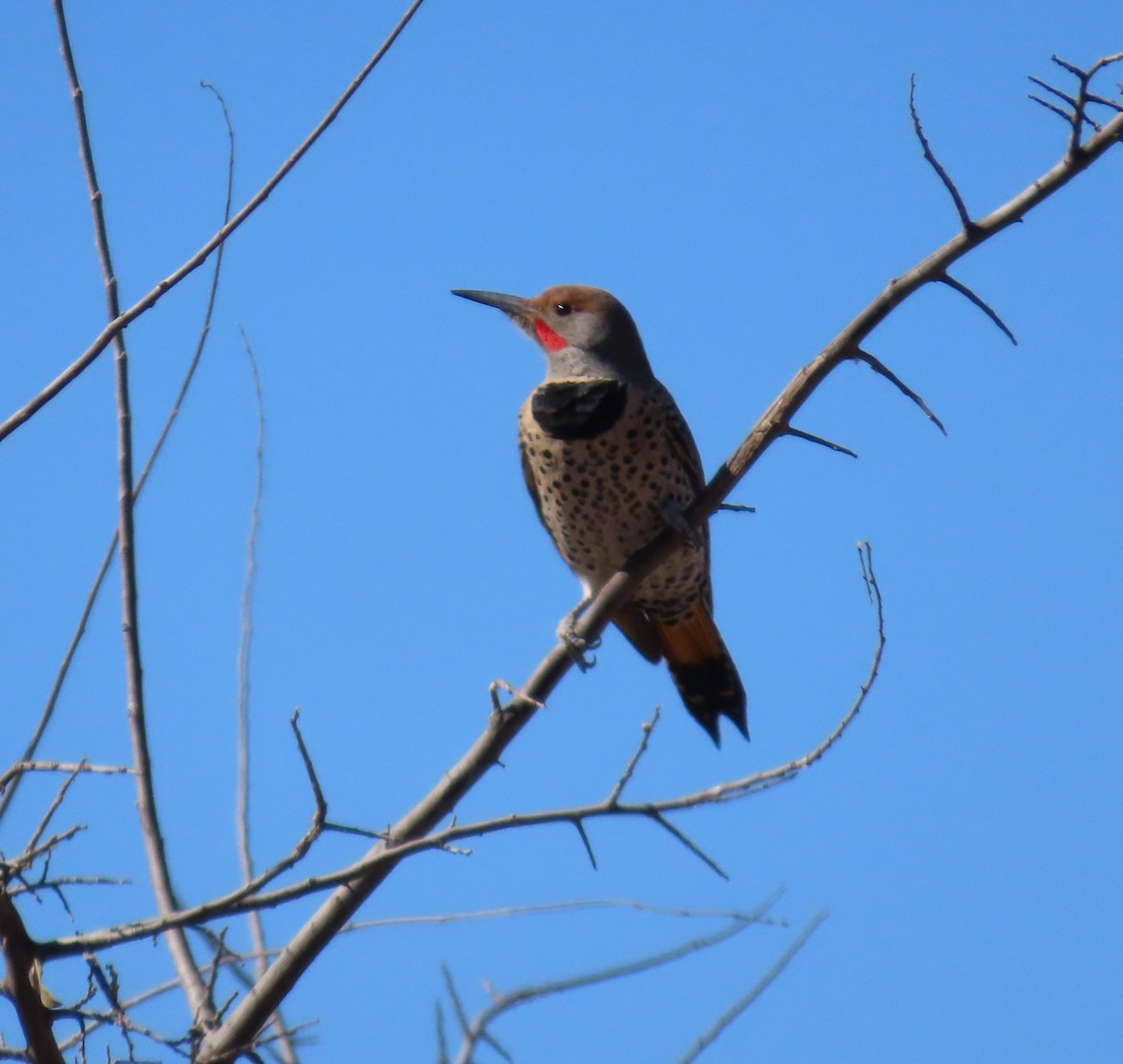 eBird Checklist 23 Nov 2022 San Pedro RNCASan Pedro House and