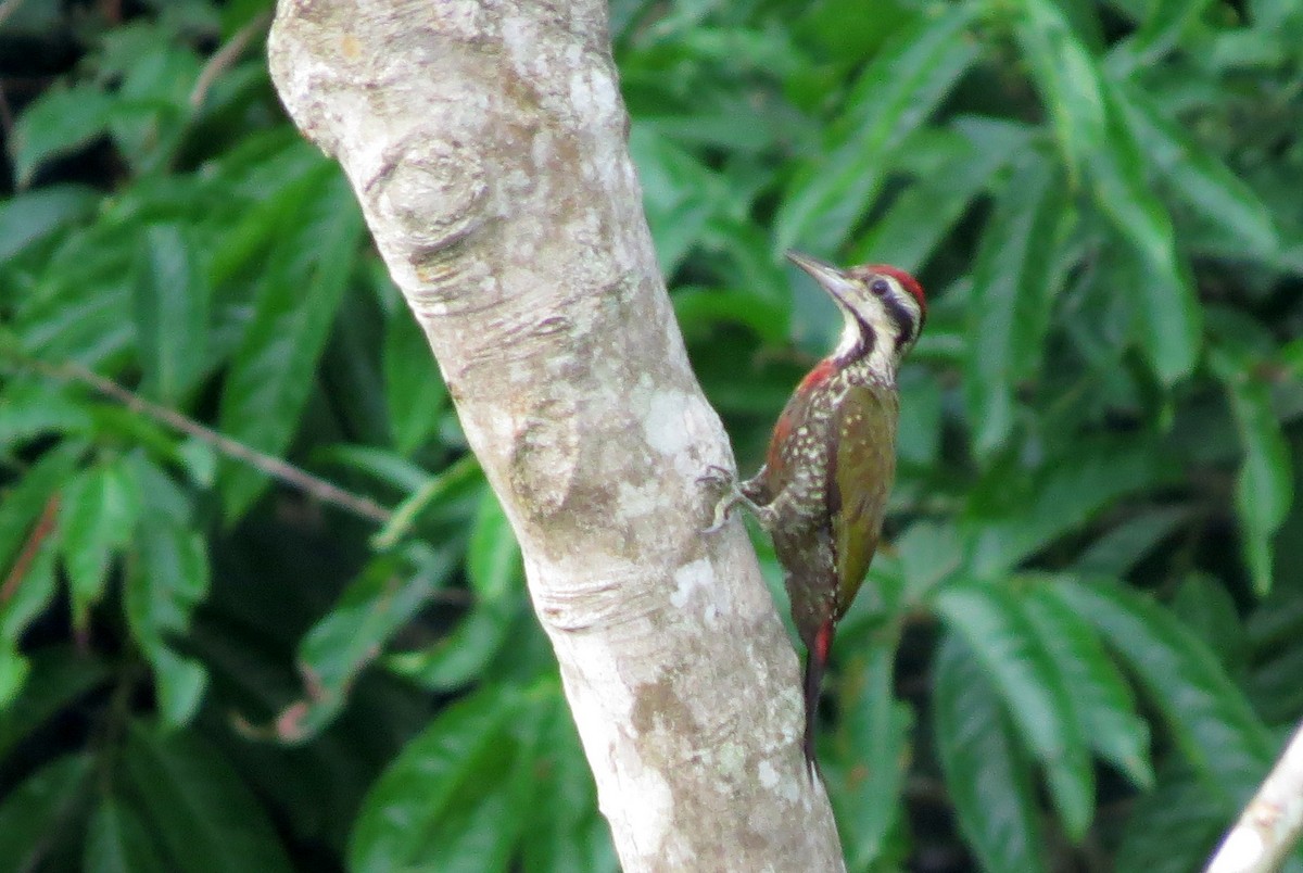 Fire-bellied Woodpecker - ML506582011