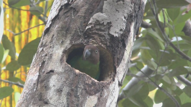 Red-cheeked Parrot - ML506584611