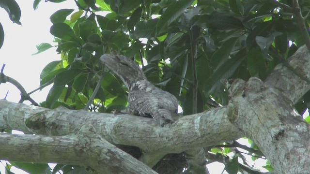 Papuan Frogmouth - ML506587291
