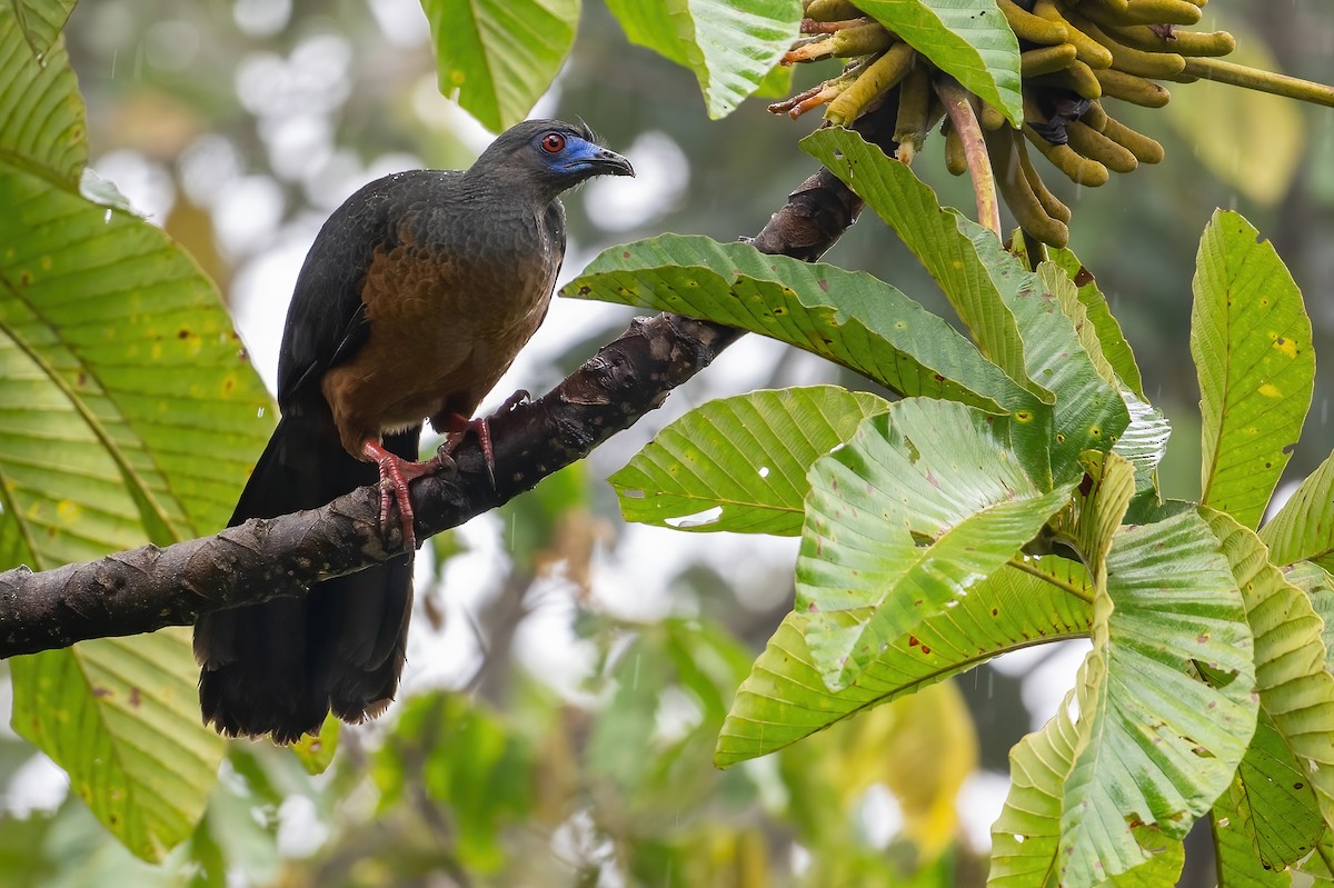 Sickle-winged Guan - ML506592351