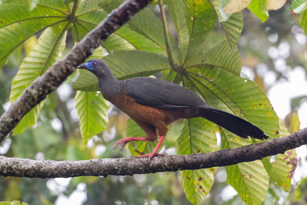 Sickle-winged Guan - ML506592371