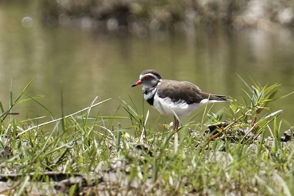 Three-banded Plover - ML506593791