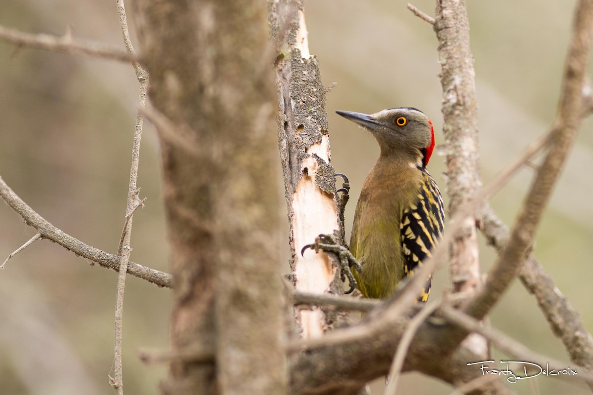 Hispaniolan Woodpecker - Frantz Delcroix (Duzont)