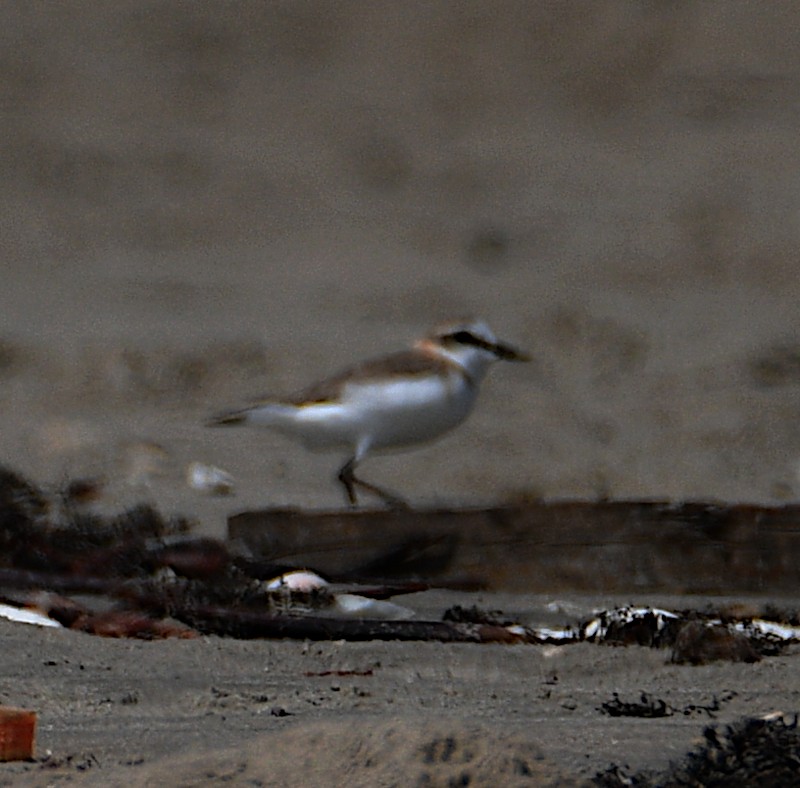 White-fronted Plover - ML506595781