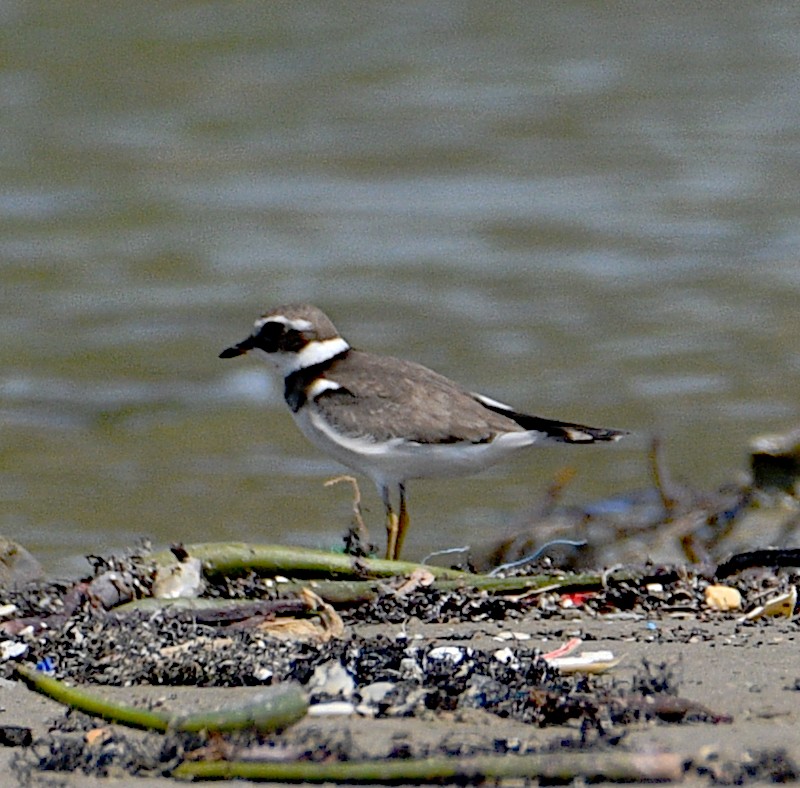 Common Ringed Plover - ML506596091