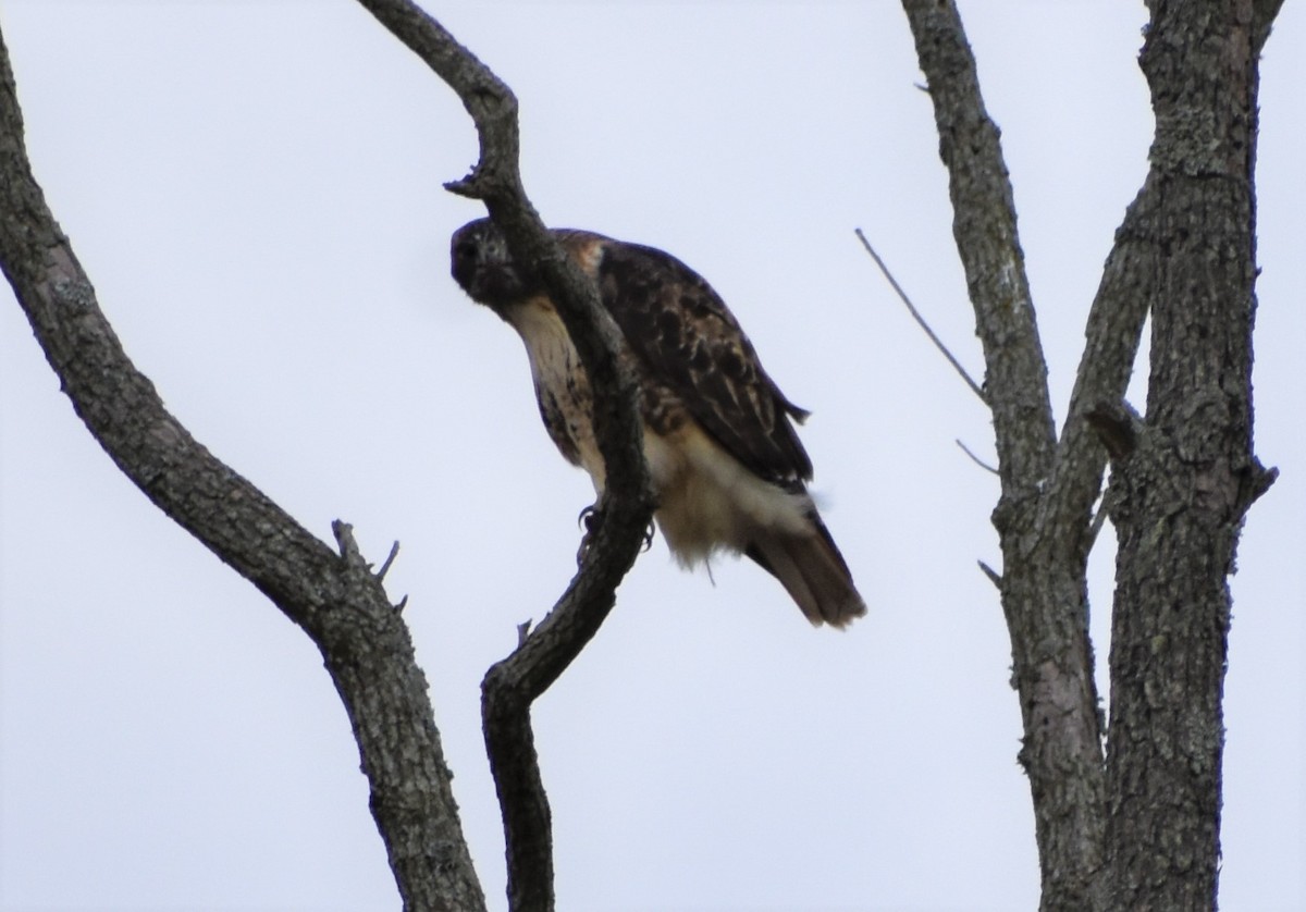 Red-tailed Hawk (abieticola) - ML506597351