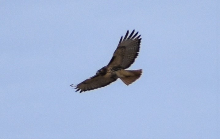 Red-tailed Hawk (abieticola) - ML506597441