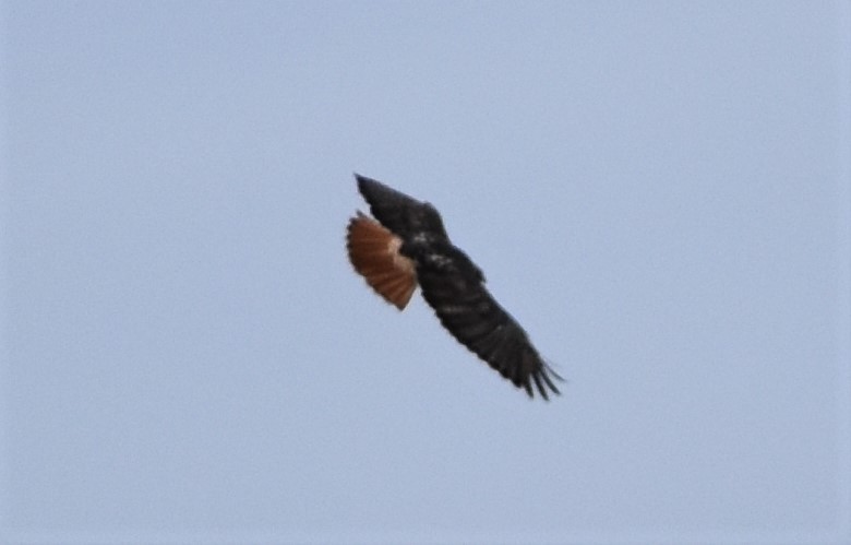 Red-tailed Hawk (abieticola) - ML506597981
