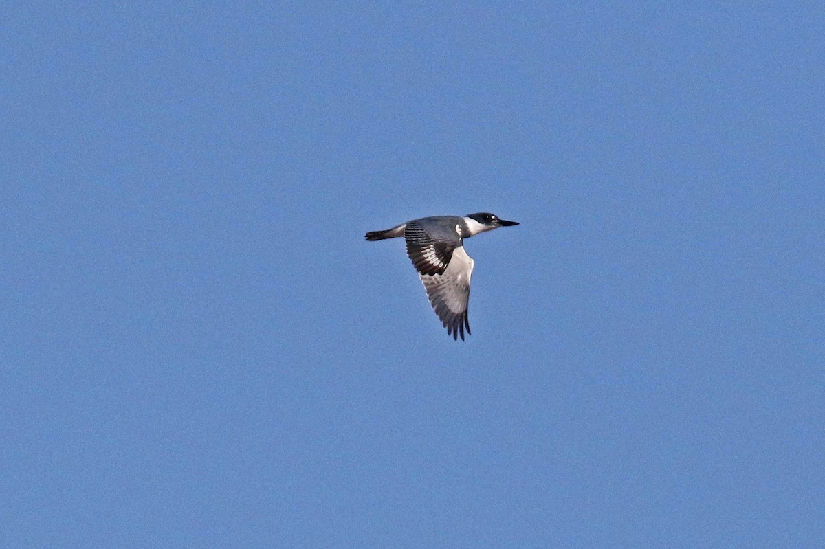 Belted Kingfisher - ML506598341