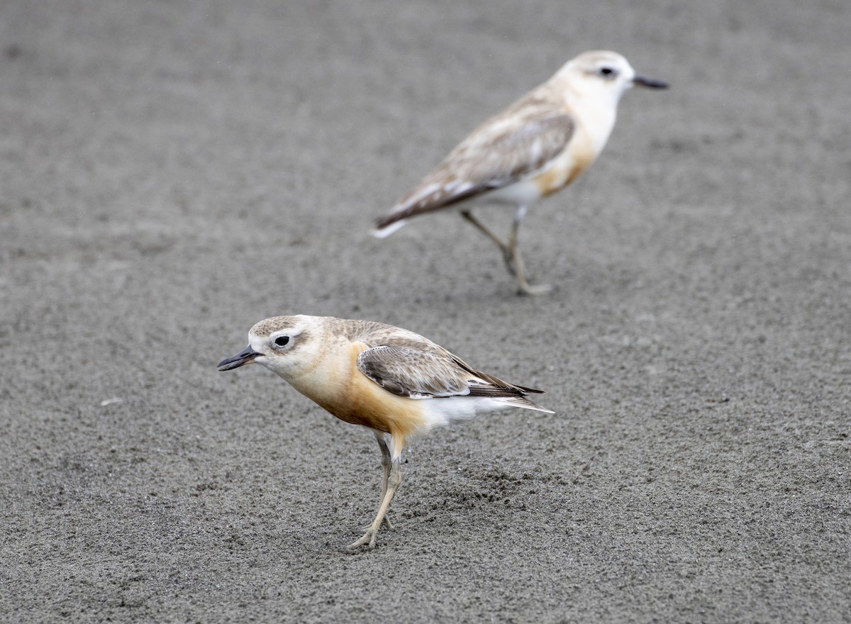 Red-breasted Dotterel - ML506603191
