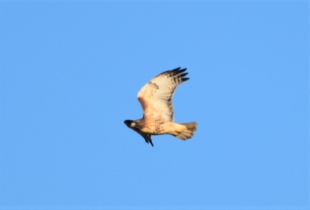 Red-tailed Hawk (abieticola) - ML506608201
