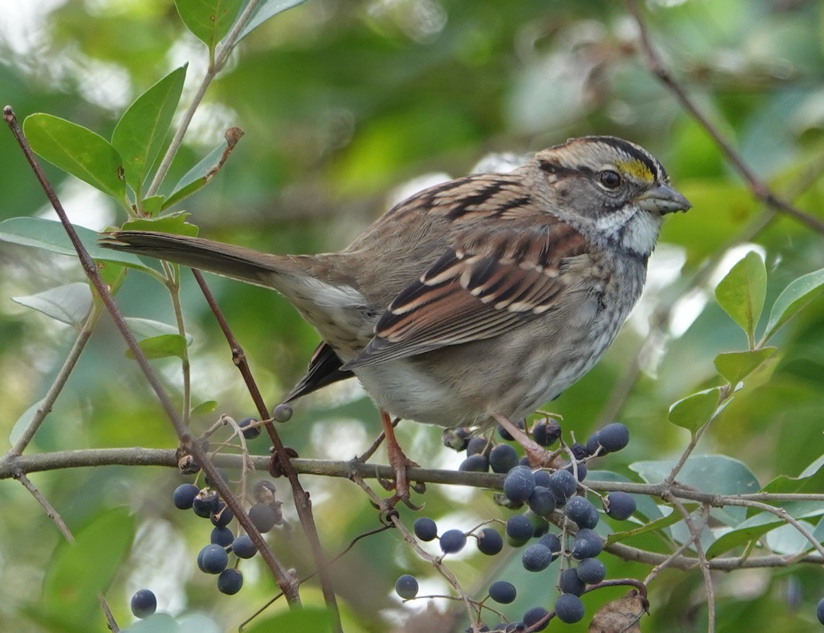 White-throated Sparrow - ML506609651