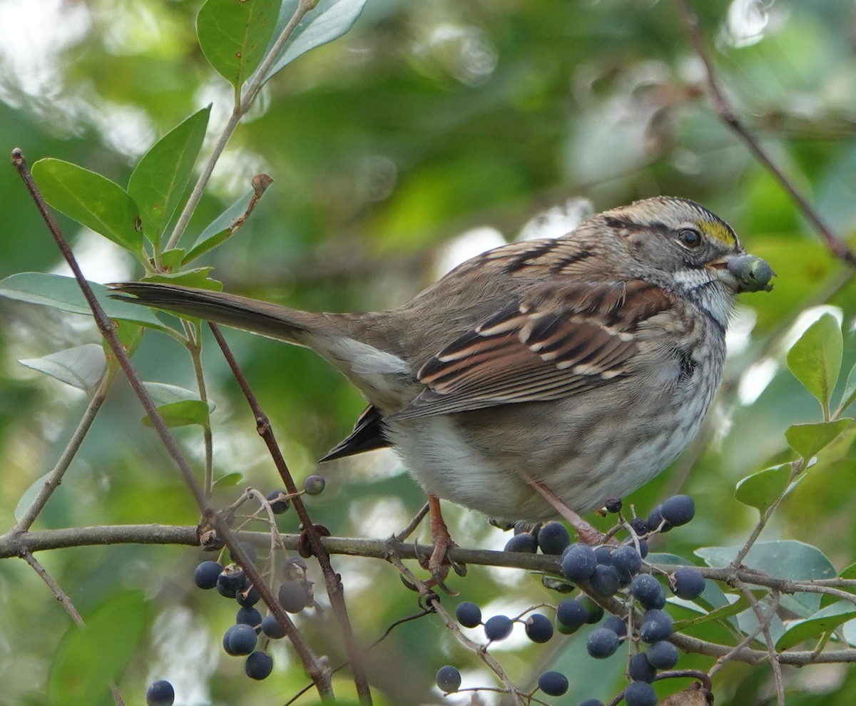 White-throated Sparrow - ML506609661