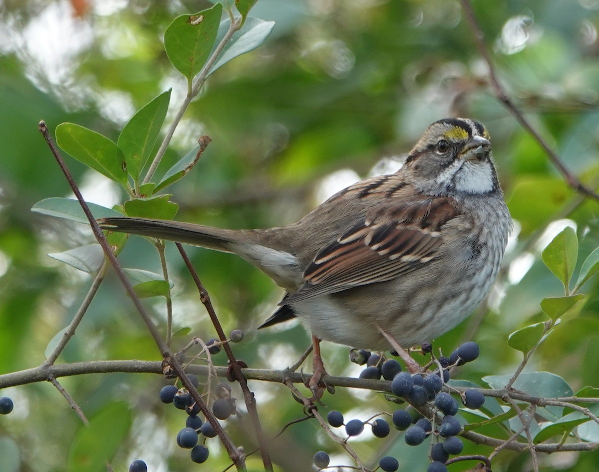White-throated Sparrow - ML506609671