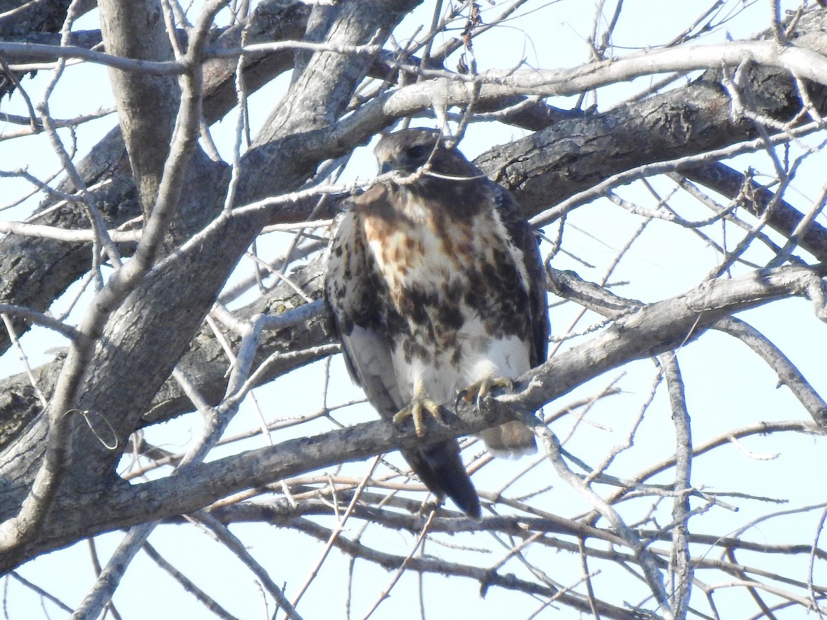 Red-tailed Hawk (abieticola) - ML506610351