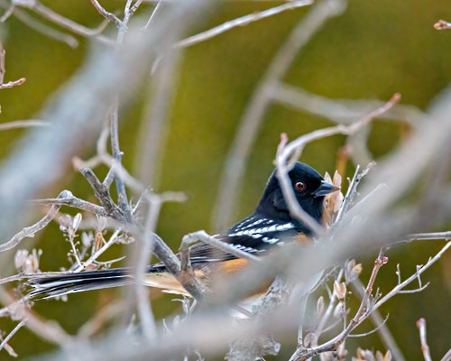 Spotted Towhee - ML506611031