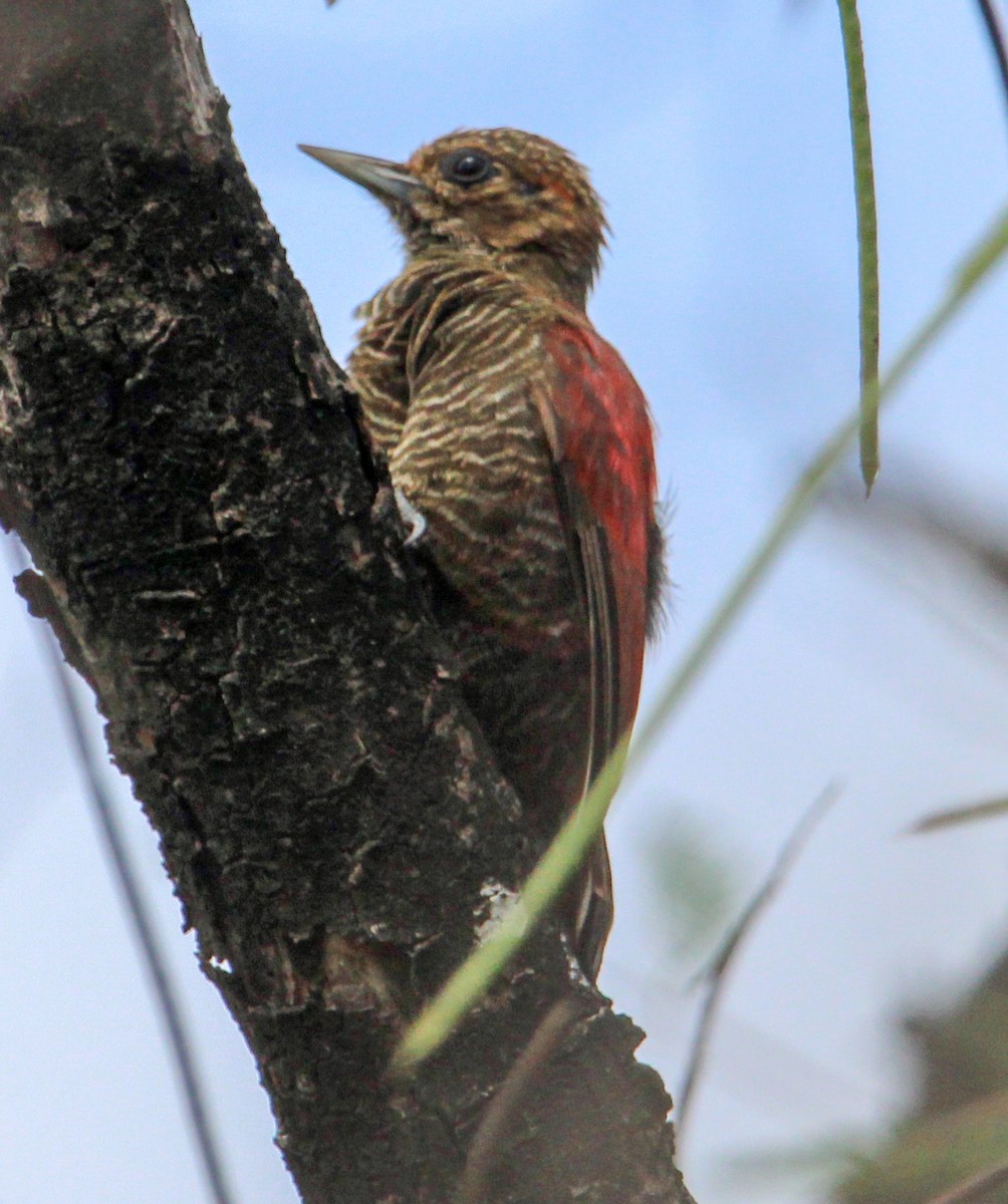 Blood-colored Woodpecker - ML506614081