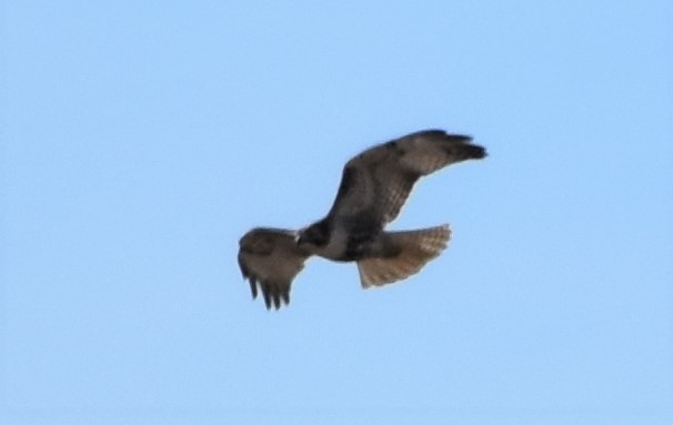 Red-tailed Hawk (abieticola) - ML506615121