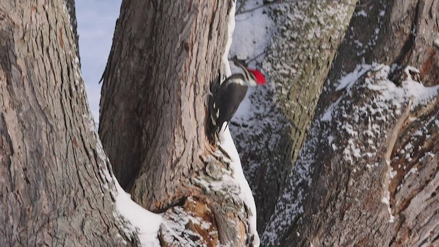 Pileated Woodpecker - ML506617511