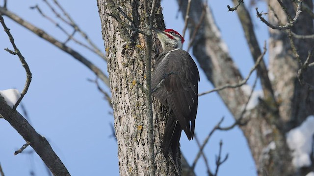 Pileated Woodpecker - ML506617551