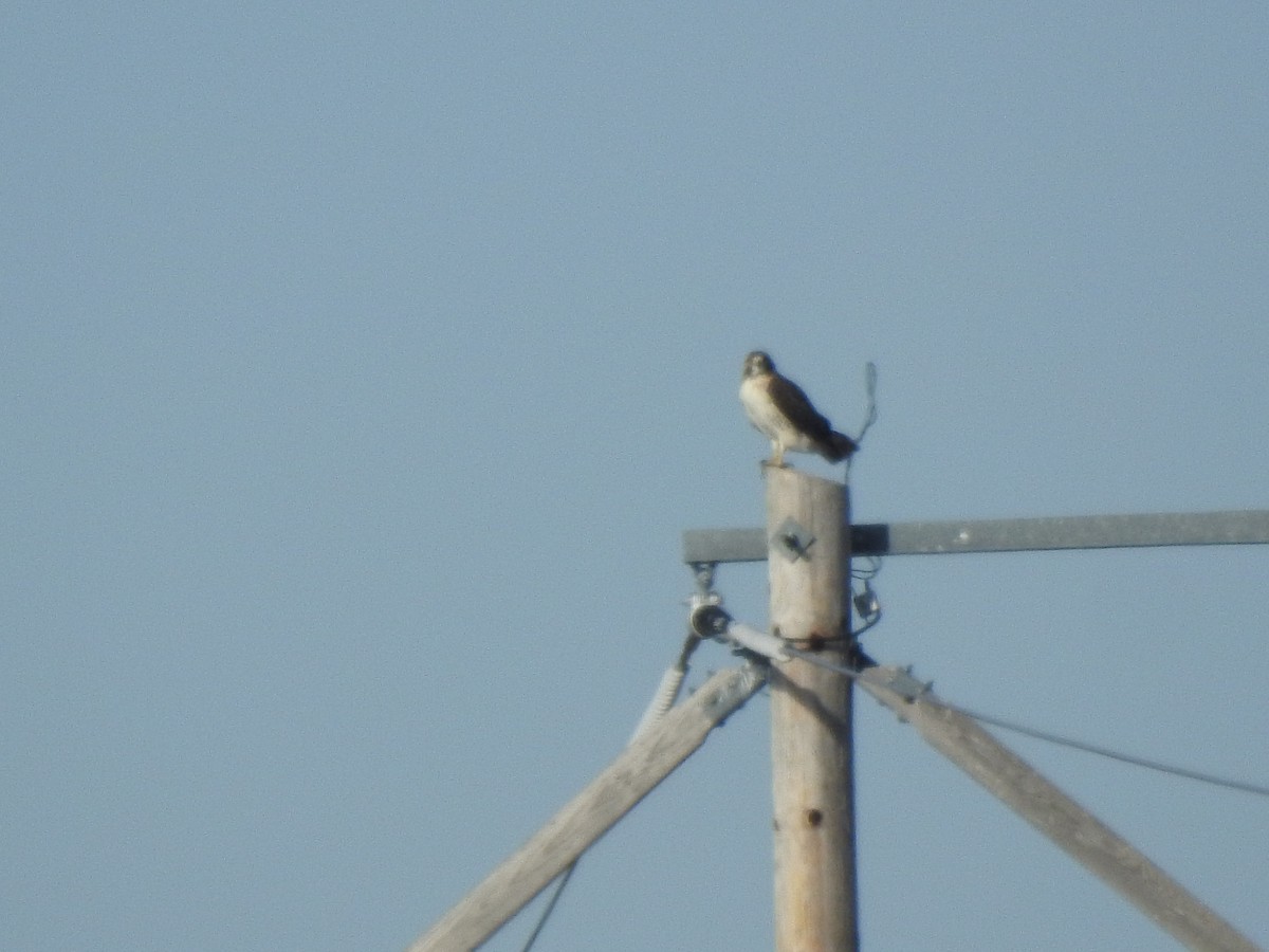 Red-tailed Hawk (borealis) - ML506618091
