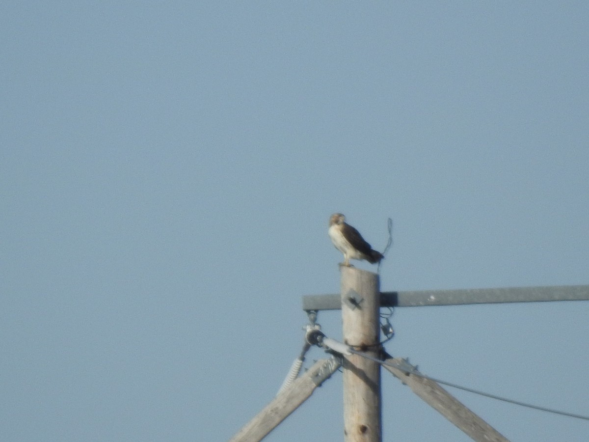 Red-tailed Hawk (borealis) - ML506618101