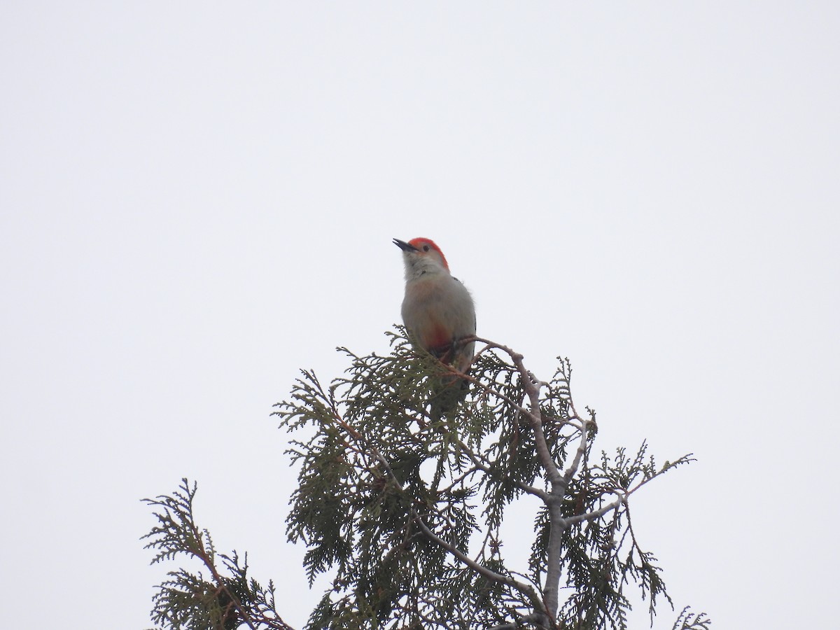 Red-bellied Woodpecker - ML506619311