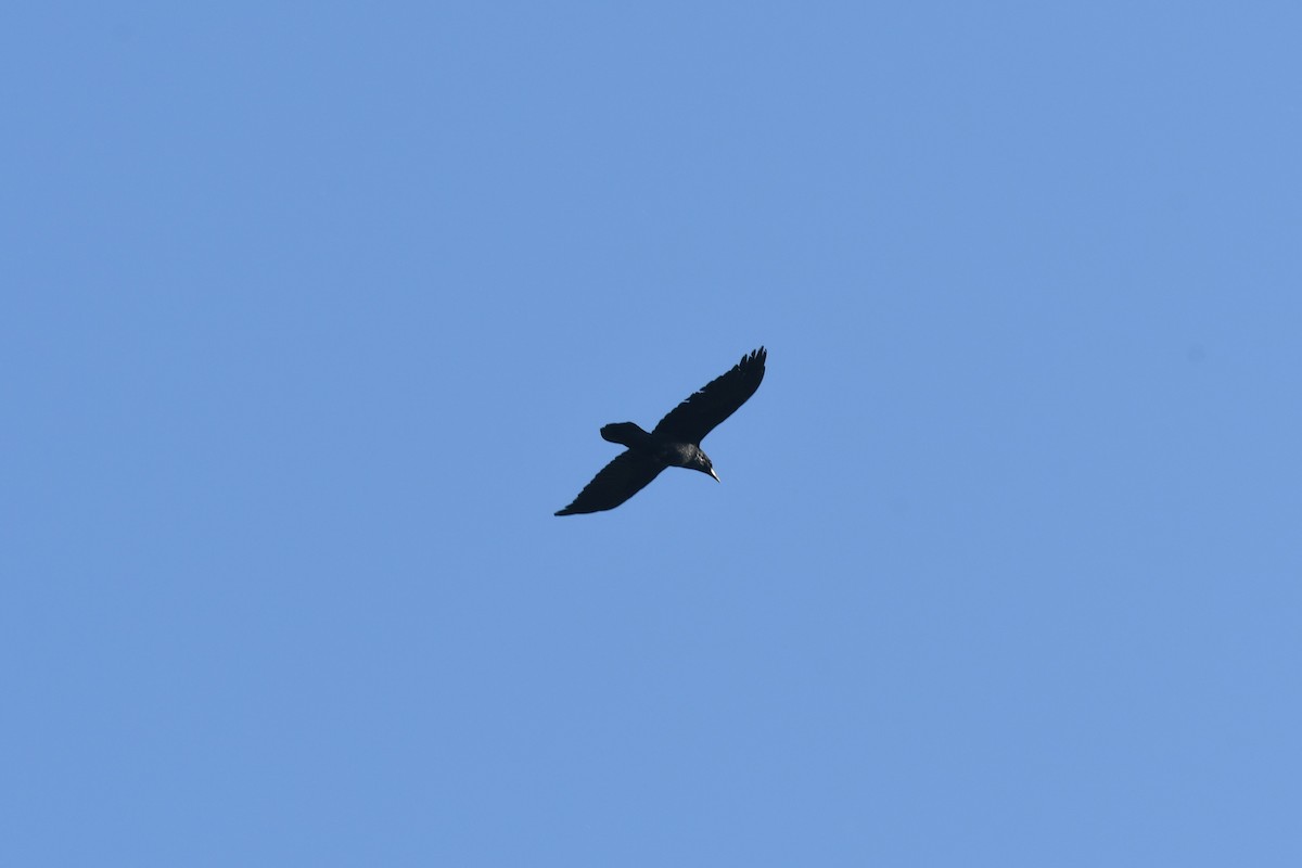 Common Raven - ML506620151
