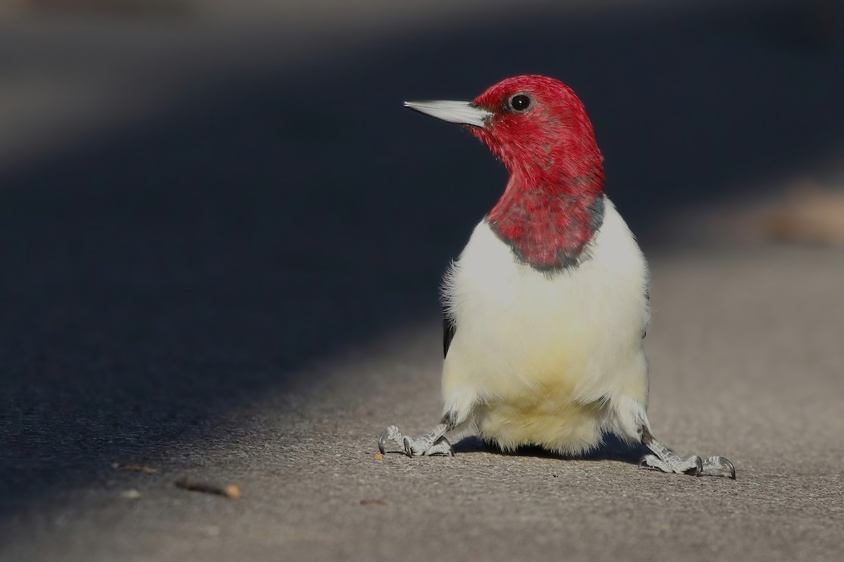 Red-headed Woodpecker - ML506620991