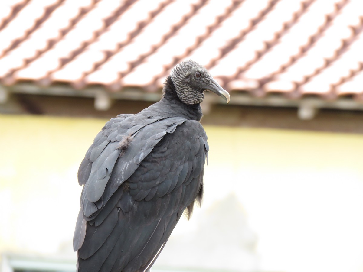 Black Vulture - ML506622991