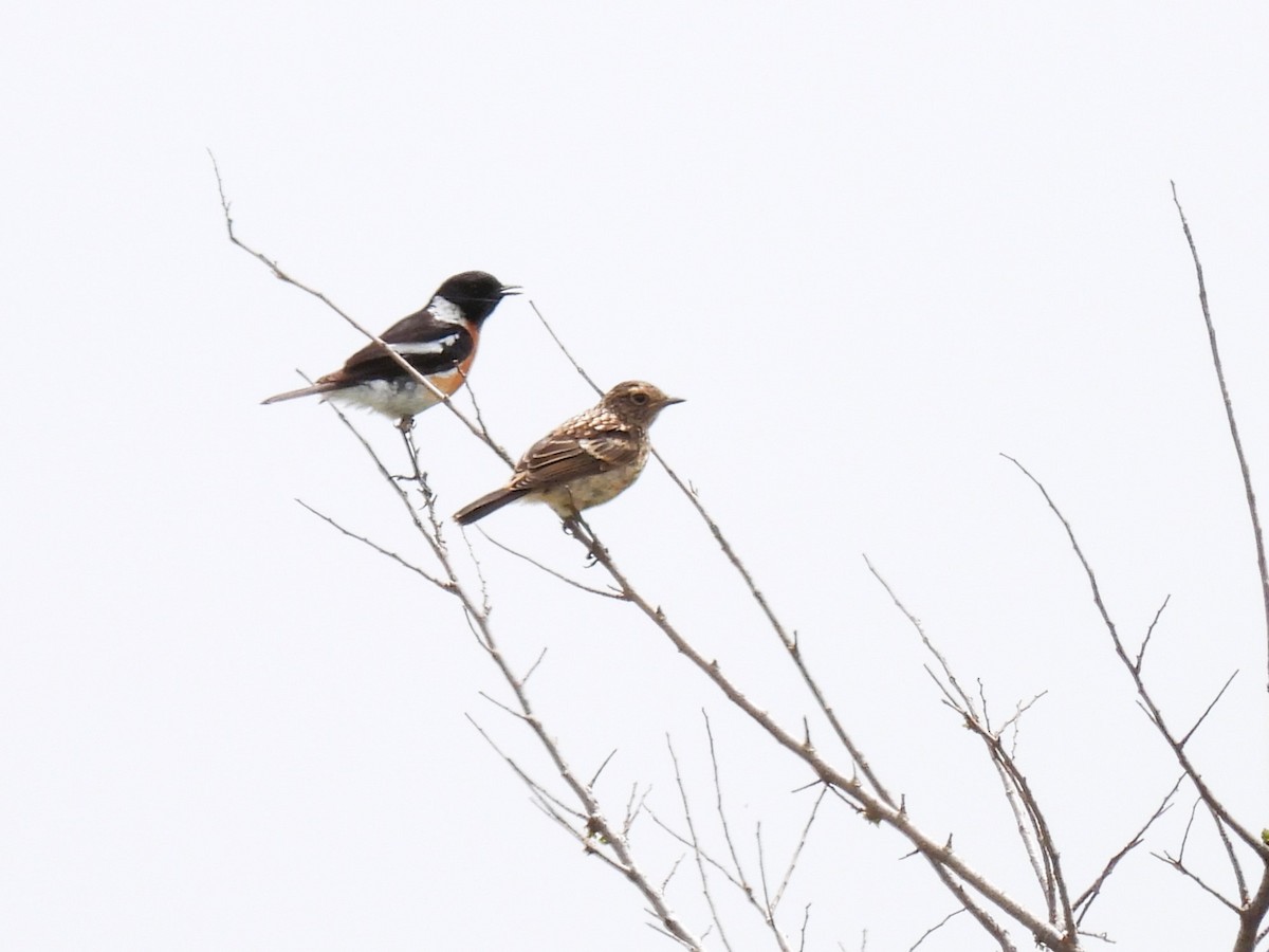 African Stonechat - ML506625651