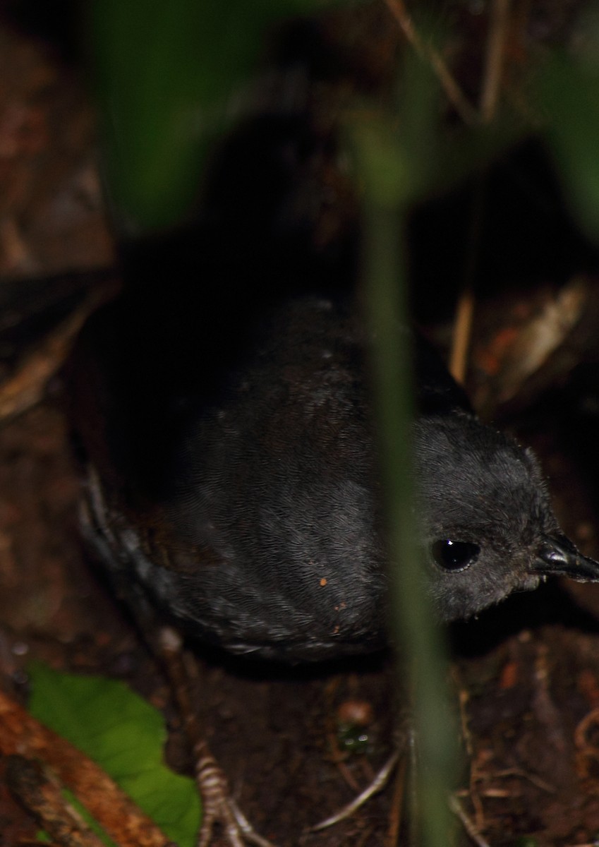 Mouse-colored Tapaculo - ML506626561