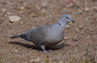 Eurasian Collared-Dove, ML506627701