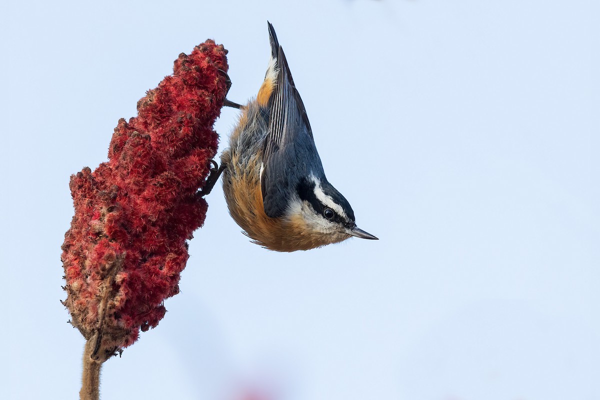 Red-breasted Nuthatch - ML506628521