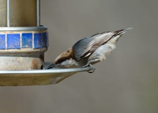 Brown-headed Nuthatch - ML50663151